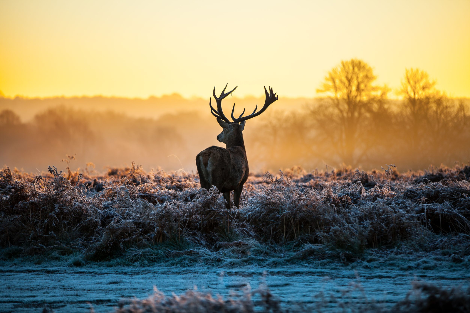 Deer Wallpapers 4K HD – Free Download for Mobile & Desktop (2026)